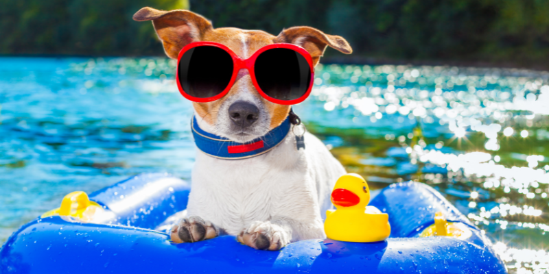 Segurança e Conforto: Preparando Seu Pet para o Verão