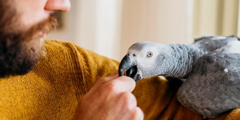 Animais de Estimação Exóticos Cuidados Especiais e Curiosidades