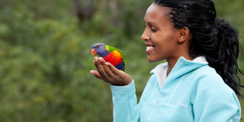 Dicas para Treinamento de Aves de Estimação