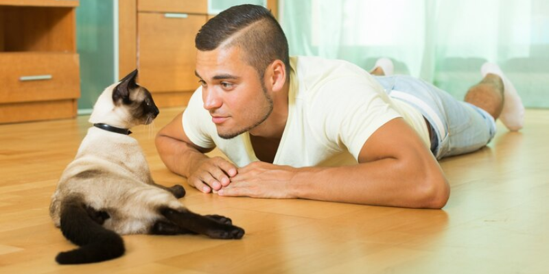 Dicas para Treinar Gatos Criando um Ambiente Felino Feliz