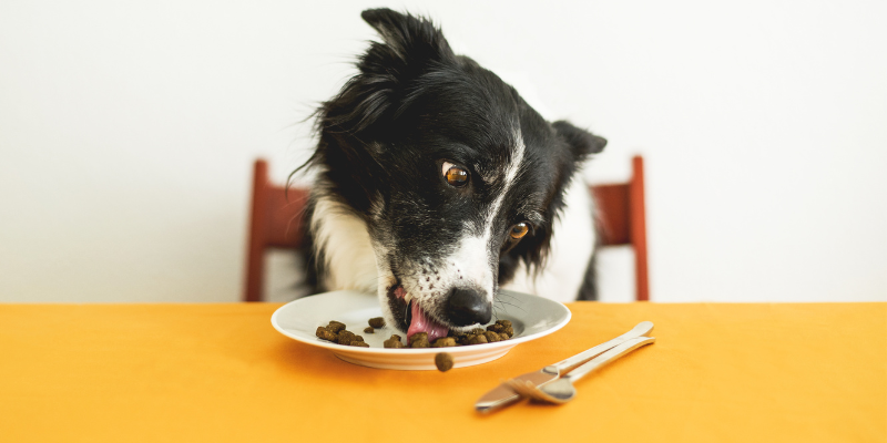 Novidades em Rações e Alimentos para Pets