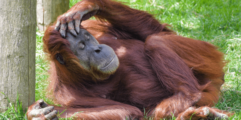 Anatomia e Fisiologia dos Orangotangos Um Olhar Profundo