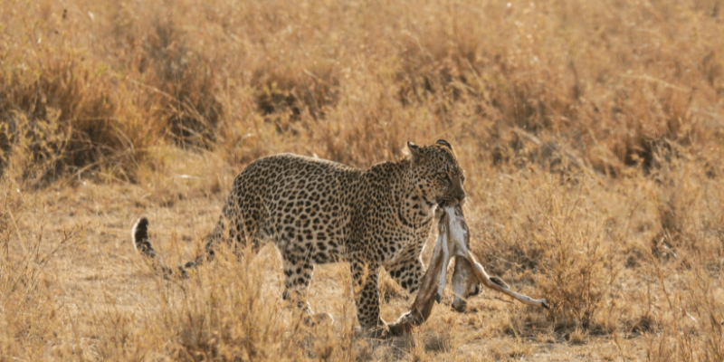 Leopardo Hábitos Alimentares Revelados