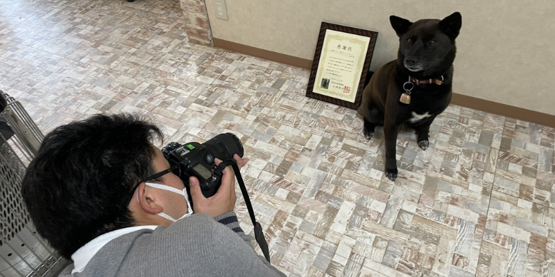 Cachorro Japonês Salva a Vida de Vítima de Ataque Cardíaco e se Torna Herói