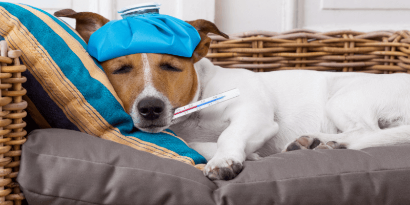 Cachorro Resfriado Sintomas,Cuidados e Tratamentos Simplificados